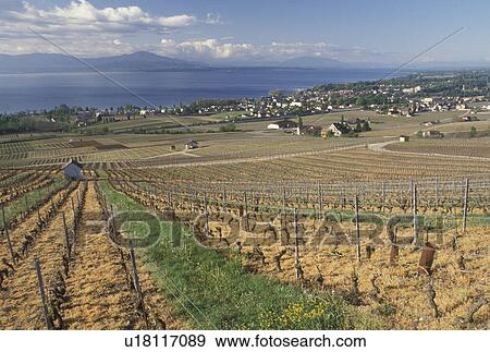 Stock Photo -  vineyard, Switzerland, La Cote, Rolle, Vaud, Lake Geneva, Europe, Scenic view of the countryside covered with vineyards and the village of Mont sur Rolle in the spring along Lac Leman in the Canton of Vaud. . Fotosearch
