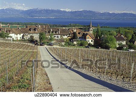 Picture -  vineyard, Switzerland, La Cote, Vaud, Fechy, Lake Geneva, Alps, Europe, Vineyard road leads down to the village of Fechy covered with vineyards in the spring along Lac Leman in the Canton of Vaud. Scenic view of the Alps across Lake Geneva.. Fotosearch
