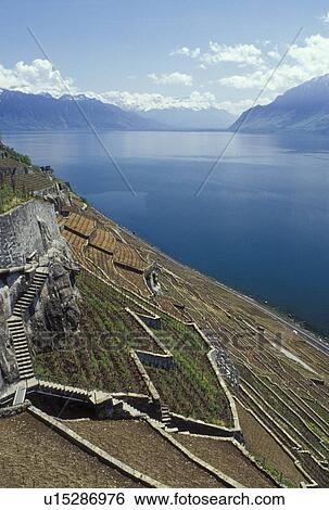 vineyard, Switzerland, Vaud, Lavaux, Lake Geneva, Alps, Europe, Scenic view of the steep slopes covered with vineyards and The Alps along the lakeshore of Lac Leman in the spring in the Canton of Vaud. View Large Photo Image Stock Photograph - vineyard, Switzerland, Vaud, Lavaux, Lake Geneva, Alps, Europe, Scenic view of the steep slopes covered with vineyards and The Alps along the lakeshore of Lac Leman in the spring in the Canton of Vaud. . Fotosearch