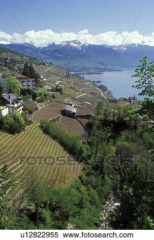 vineyard, Switzerland, Vaud, Lavaux, Lake Geneva, Europe, Scenic view of the vineyards and the Alps along the lakeshore of Lac Leman in the spring in the Canton of Vaud. View Large Photo Image Stock Photography - vineyard, Switzerland, Vaud, Lavaux, Lake Geneva, Europe, Scenic view of the vineyards and the Alps along the lakeshore of Lac Leman in the spring in the Canton of Vaud. . Fotosearch