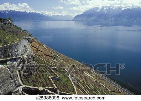 vineyard, Switzerland, Vaud, Lavaux, Lake Geneva, Europe, Scenic view of the steep slopes covered with vineyards and The Alps along the lakeshore of Lac Leman in the spring in the Canton of Vaud. View Large Photo Image Stock Photography - vineyard, Switzerland, Vaud, Lavaux, Lake Geneva, Europe, Scenic view of the steep slopes covered with vineyards and The Alps along the lakeshore of Lac Leman in the spring in the Canton of Vaud. . Fotosearch