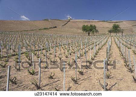 Picture -  vineyards, France, Bourgogne, Solutre, Burgundy, Saone-et-Loire, Europe, Beaujolais Wine Region, Scenic view of the vineyards in the Beaujolais Wine Region in Solutre in the early spring.. Fotosearch