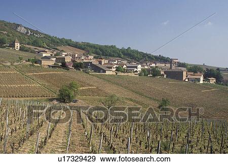 Stock Photo -  vineyards, Solutre, Burgundy, Bourgogne, France, Saone-et-Loire, Europe, Beaujolais Wine Region, Scenic view of the vineyards in the Beaujolais Wine Region in Solutre in the early spring.. Fotosearch