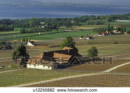 Stock Image -  vineyards, Switzerland, La Cote, Vaud, Rolle, Lake Geneva, Europe, Scenic view of the countryside covered with vineyards and the village of Rolle in the spring along Lac Leman in the Canton of Vaud. . Fotosearch