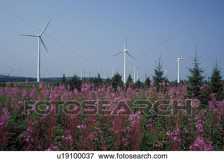 Stock Photo -  windmill, Canada, Gaspe Peninsula, Gulf of St. Lawrence, Quebec, Cap Chat, Modern windmills at Windmill Park in Cap Chat on the Gaspe Peninsula in Quebec.. Fotosearch
