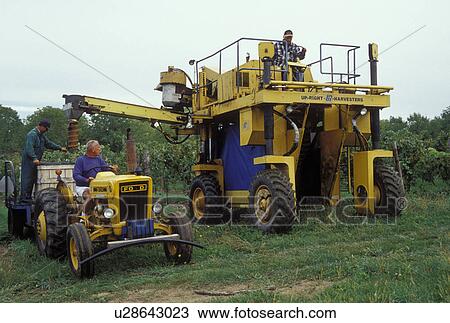 wine harvest, Finger Lakes, NY, New York, Harvesting wine at Poplar Ridge Vineyards in Valois in the wine growing region of the Finger Lakes. View Large Photo Image Stock Image - wine harvest, Finger Lakes, NY, New York, Harvesting wine at Poplar Ridge Vineyards in Valois in the wine growing region of the Finger Lakes.. Fotosearch