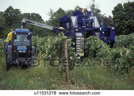 wine harvest, Finger Lakes, NY, New York, Harvesting wine at Chateau Lafayette Reneau Vineyards in Hector in the wine growing region of the Finger Lakes. View Large Photo Image Stock Photo - wine harvest, Finger Lakes, NY, New York, Harvesting wine at Chateau Lafayette Reneau Vineyards in Hector in the wine growing region of the Finger Lakes.. Fotosearch