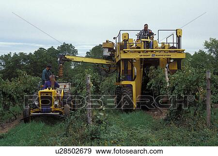 Stock Photo -  wine harvest, Finger Lakes, NY, New York, Harvesting wine at Poplar Ridge Vineyards in Valois in the wine growing region of the Finger Lakes.. Fotosearch