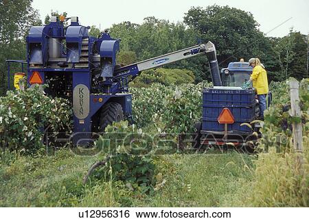 Stock Photograph -  wine harvest, Finger Lakes, NY, New York, Harvesting wine at Chateau Lafayette Reneau Vineyards in Hector in the wine growing region of the Finger Lakes.. Fotosearch