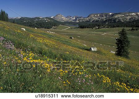 WY, Wyoming, Shoshone National Forest, Beartooth Highway Scenic Byway, Island Lake Area View Large Photo Image Stock Image - WY, Wyoming, Shoshone National Forest, Beartooth Highway Scenic Byway, Island Lake Area. Fotosearch