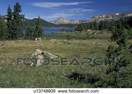WY, Wyoming, Shoshone National Forest, Beartooth Highway Scenic Byway, Island Lake Area View Large Photo Image Stock Photo - WY, Wyoming, Shoshone National Forest, Beartooth Highway Scenic Byway, Island Lake Area. Fotosearch