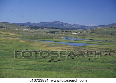 Wyoming, WY, Yellowstone National Park, Yellowstone River, bison (buffalo) herd View Large Photo Image Stock Image - Wyoming, WY, Yellowstone National Park, Yellowstone River, bison (buffalo) herd. Fotosearch