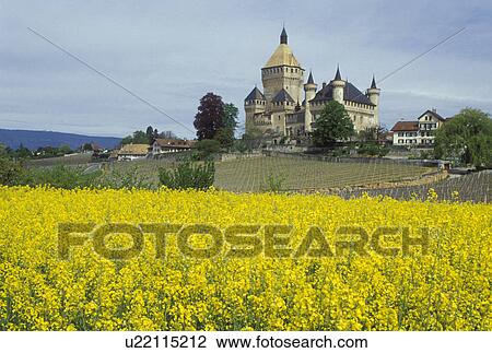 yellow field, chateau, Switzerland, La Cote, Vaud, Europe, Yellow field of flowers on the grounds of Vufflens-le-Chateau in the spring View Large Photo Image Stock Image - yellow field, chateau, Switzerland, La Cote, Vaud, Europe, Yellow field of flowers on the grounds of Vufflens-le-Chateau in the spring. Fotosearch