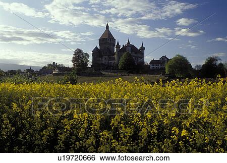 yellow field, chateau, Switzerland, La Cote, Vaud, Europe, Yellow field of flowers on the grounds of Vufflens-le-Chateau in the spring View Large Photo Image Stock Photograph - yellow field, chateau, Switzerland, La Cote, Vaud, Europe, Yellow field of flowers on the grounds of Vufflens-le-Chateau in the spring. Fotosearch