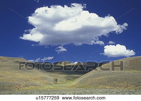 Stock Photo -  Yellowstone National Park, WY, Wyoming, Lamar Valley. Fotosearch