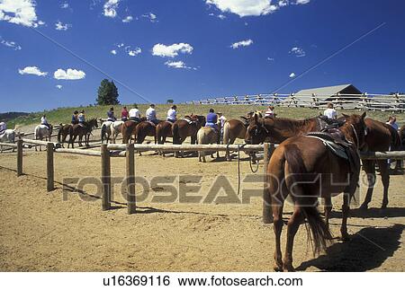 Stock Photograph -  Yellowstone National Park, WY, Wyoming, Canyon Area, Trail Rides, horses, people. Fotosearch