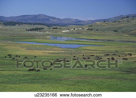 Stock Photograph -  Yellowstone National Park, WY, Wyoming, Yellowstone River, bison (buffalo) herd. Fotosearch