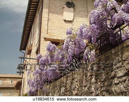 Assisi, Umbria, Italy, Europe, Purple wisteria blooming along a wall in the medieval hill town of Assisi. View Large Photo Image Stock Photography -  Assisi, Umbria, Italy, Europe, Purple wisteria blooming along a wall in the medieval hill town of Assisi.. Fotosearch
