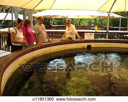 Boca Raton, FL, Florida, Gumbo Limbo Nature Center, seawater tank View Large Photo Image Stock Image - Boca Raton, FL, Florida, Gumbo Limbo Nature Center, seawater tank. Fotosearch