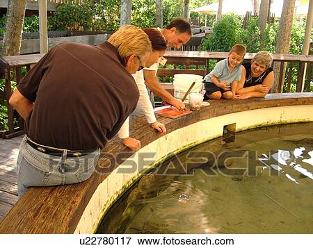 Boca Raton, FL, Florida, Gumbo Limbo Nature Center, seawater tank View Large Photo Image Stock Photo - Boca Raton, FL, Florida, Gumbo Limbo Nature Center, seawater tank. Fotosearch
