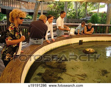 Boca Raton, FL, Florida, Gumbo Limbo Nature Center, seawater tank View Large Photo Image Stock Photograph - Boca Raton, FL, Florida, Gumbo Limbo Nature Center, seawater tank. Fotosearch