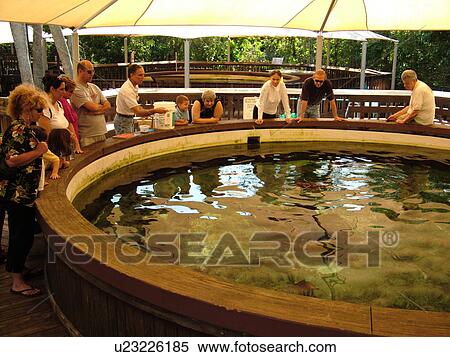 Boca Raton, FL, Florida, Gumbo Limbo Nature Center, seawater tank View Large Photo Image Stock Photography - Boca Raton, FL, Florida, Gumbo Limbo Nature Center, seawater tank. Fotosearch