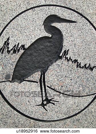 Canada, New Brunswick, Bouctouche, Acadian Coastal Drive, La Dune de Bouctouche, Irving Eco-Centre, etching of a blue heron View Large Photo Image Stock Photograph - Canada, New Brunswick, Bouctouche, Acadian Coastal Drive, La Dune de Bouctouche, Irving Eco-Centre, etching of a blue heron. Fotosearch