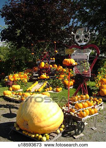 Canada, New Brunswick, Shepody. Fall decorations and pumpkins displayed at a farm in Shepody View Large Photo Image Stock Image - Canada, New Brunswick, Shepody. Fall decorations and pumpkins displayed at a farm in Shepody . Fotosearch