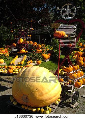 Canada, New Brunswick, Shepody. Huge pumpkin displayed at a farm in Shepody View Large Photo Image Stock Photograph - Canada, New Brunswick, Shepody. Huge pumpkin displayed at a farm in Shepody . Fotosearch