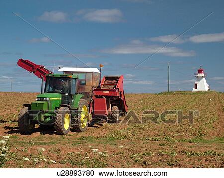 Canada, Prince Edward Island, Prince County, Darnley, Lighthouse in potato field, harvesting potatoes with machinery View Large Photo Image Stock Image - Canada, Prince Edward Island, Prince County, Darnley, Lighthouse in potato field, harvesting potatoes with machinery. Fotosearch
