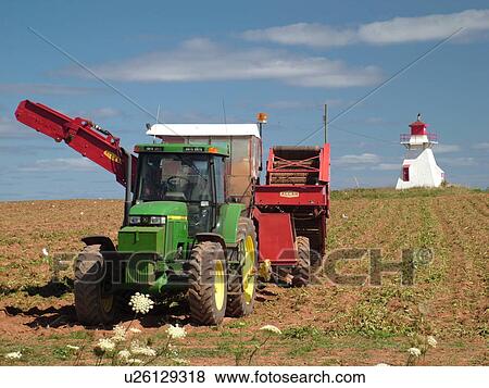 Stock Photo -  Canada, Prince Edward Island, Prince County, Darnley, Lighthouse in potato field, harvesting potatoes with machinery. Fotosearch