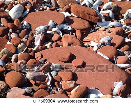 Canada, Prince Edward Island, Queens County, Gulf of Saint Lawrence, Cavendish Beach, Prince Edward Island National Park, red sandstone, seashells, beach, close-up View Large Photo Image Picture - Canada, Prince Edward Island, Queens County, Gulf of Saint Lawrence, Cavendish Beach, Prince Edward Island National Park, red sandstone, seashells, beach, close-up. Fotosearch