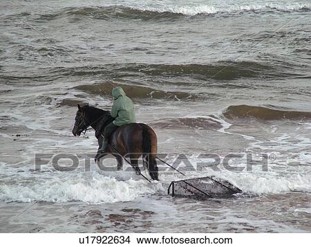 Canada, Prince Edward Island, Queens County, Gulf of Saint Lawrence, Cavendish Beach, Prince Edward Island National Park, Harvesting Irish Moss with horse and rider along the coast View Large Photo Image Picture - Canada, Prince Edward Island, Queens County, Gulf of Saint Lawrence, Cavendish Beach, Prince Edward Island National Park, Harvesting Irish Moss with horse and rider along the coast. Fotosearch