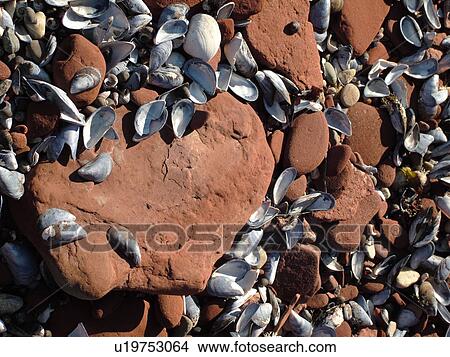 Picture -  Canada, Prince Edward Island, Queens County, Gulf of Saint Lawrence, Cavendish Beach, Prince Edward Island National Park, red sandstone, seashells, beach, close-up. Fotosearch