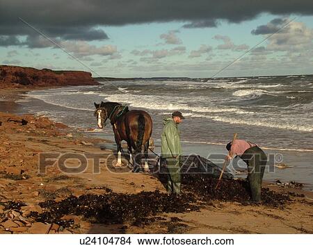 Canada, Prince Edward Island, Queens County, Gulf of Saint Lawrence, Cavendish Beach, Prince Edward Island National Park, Harvesting Irish Moss with horse and rider along the coast View Large Photo Image Picture - Canada, Prince Edward Island, Queens County, Gulf of Saint Lawrence, Cavendish Beach, Prince Edward Island National Park, Harvesting Irish Moss with horse and rider along the coast. Fotosearch
