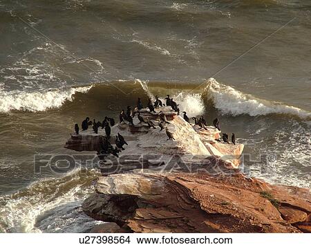 Canada, Prince Edward Island, Queens County, Gulf of Saint Lawrence, Cavendish Beach, Prince Edward Island National Park, Cormorants along the rocky coastline View Large Photo Image Picture - Canada, Prince Edward Island, Queens County, Gulf of Saint Lawrence, Cavendish Beach, Prince Edward Island National Park, Cormorants along the rocky coastline. Fotosearch