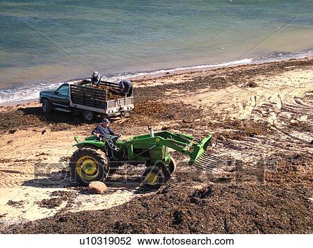 Stock Image -  Canada, Prince Edward Island, Queens County, Gulf of Saint Lawrence, Cavendish Beach, Prince Edward Island National Park, Harvesting Irish Moss on the beach. Fotosearch