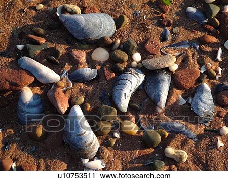 Canada, Prince Edward Island, Queens County, Gulf of Saint Lawrence, Cavendish Beach, Prince Edward Island National Park, seashells, close-up View Large Photo Image Stock Image - Canada, Prince Edward Island, Queens County, Gulf of Saint Lawrence, Cavendish Beach, Prince Edward Island National Park, seashells, close-up. Fotosearch