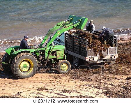 Canada, Prince Edward Island, Queens County, Gulf of Saint Lawrence, Cavendish Beach, Prince Edward Island National Park, Harvesting Irish Moss on the beach View Large Photo Image Stock Image - Canada, Prince Edward Island, Queens County, Gulf of Saint Lawrence, Cavendish Beach, Prince Edward Island National Park, Harvesting Irish Moss on the beach. Fotosearch