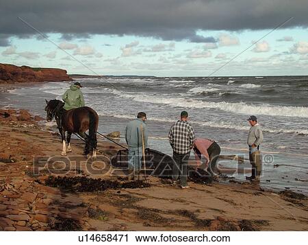 Canada, Prince Edward Island, Queens County, Gulf of Saint Lawrence, Cavendish Beach, Prince Edward Island National Park, Harvesting Irish Moss with horse and rider along the coast View Large Photo Image Stock Image - Canada, Prince Edward Island, Queens County, Gulf of Saint Lawrence, Cavendish Beach, Prince Edward Island National Park, Harvesting Irish Moss with horse and rider along the coast. Fotosearch