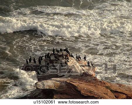 Canada, Prince Edward Island, Queens County, Gulf of Saint Lawrence, Cavendish Beach, Prince Edward Island National Park, Cormorants along the rocky coastline View Large Photo Image Stock Image - Canada, Prince Edward Island, Queens County, Gulf of Saint Lawrence, Cavendish Beach, Prince Edward Island National Park, Cormorants along the rocky coastline. Fotosearch