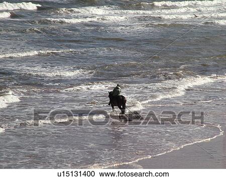Canada, Prince Edward Island, Queens County, Gulf of Saint Lawrence, Cavendish Beach, Prince Edward Island National Park, Harvesting Irish Moss with horse and rider along the coast View Large Photo Image Stock Image - Canada, Prince Edward Island, Queens County, Gulf of Saint Lawrence, Cavendish Beach, Prince Edward Island National Park, Harvesting Irish Moss with horse and rider along the coast. Fotosearch