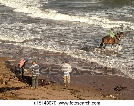 Stock Image -  Canada, Prince Edward Island, Queens County, Gulf of Saint Lawrence, Cavendish Beach, Prince Edward Island National Park, Harvesting Irish Moss with horse and rider along the coast. Fotosearch