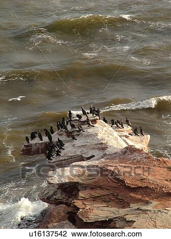 Stock Image -  Canada, Prince Edward Island, Queens County, Gulf of Saint Lawrence, Cavendish Beach, Prince Edward Island National Park, Cormorants along the rocky coastline. Fotosearch