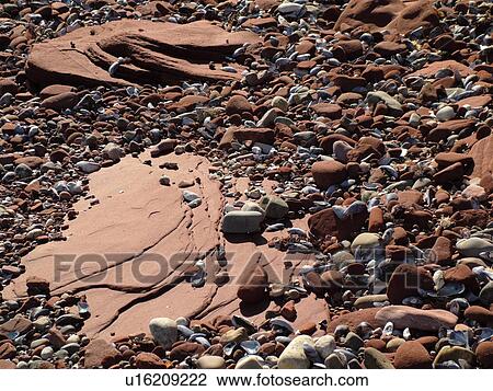 Canada, Prince Edward Island, Queens County, Gulf of Saint Lawrence, Cavendish Beach, Prince Edward Island National Park, red sandstone, seashells, beach, close-up View Large Photo Image Stock Image - Canada, Prince Edward Island, Queens County, Gulf of Saint Lawrence, Cavendish Beach, Prince Edward Island National Park, red sandstone, seashells, beach, close-up. Fotosearch