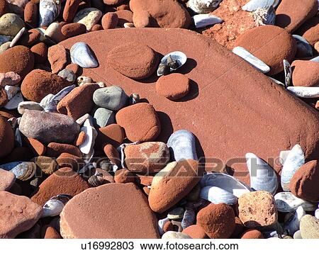 Stock Image -  Canada, Prince Edward Island, Queens County, Gulf of Saint Lawrence, Cavendish Beach, Prince Edward Island National Park, red sandstone, seashells, beach, close-up. Fotosearch