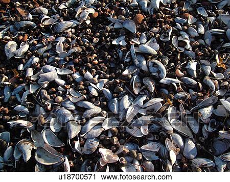 Stock Image -  Canada, Prince Edward Island, Queens County, Gulf of Saint Lawrence, Cavendish Beach, Prince Edward Island National Park, seashells, close-up. Fotosearch