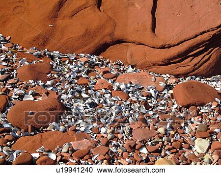 Canada, Prince Edward Island, Queens County, Gulf of Saint Lawrence, Cavendish Beach, Prince Edward Island National Park, red sandstone, seashells, beach, close-up View Large Photo Image Stock Image - Canada, Prince Edward Island, Queens County, Gulf of Saint Lawrence, Cavendish Beach, Prince Edward Island National Park, red sandstone, seashells, beach, close-up. Fotosearch