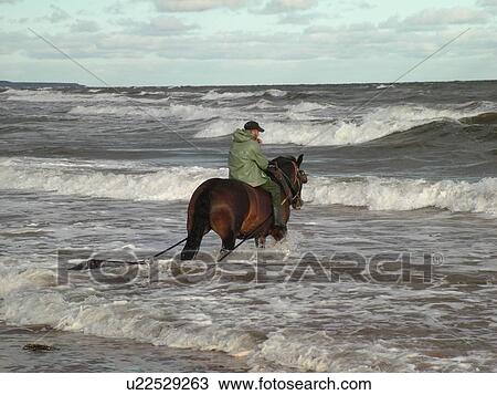 Canada, Prince Edward Island, Queens County, Gulf of Saint Lawrence, Cavendish Beach, Prince Edward Island National Park, Harvesting Irish Moss with horse and rider along the coast View Large Photo Image Stock Image - Canada, Prince Edward Island, Queens County, Gulf of Saint Lawrence, Cavendish Beach, Prince Edward Island National Park, Harvesting Irish Moss with horse and rider along the coast. Fotosearch