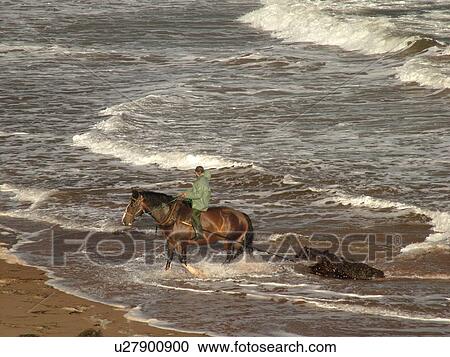Stock Image -  Canada, Prince Edward Island, Queens County, Gulf of Saint Lawrence, Cavendish Beach, Prince Edward Island National Park, Harvesting Irish Moss with horse and rider along the coast. Fotosearch